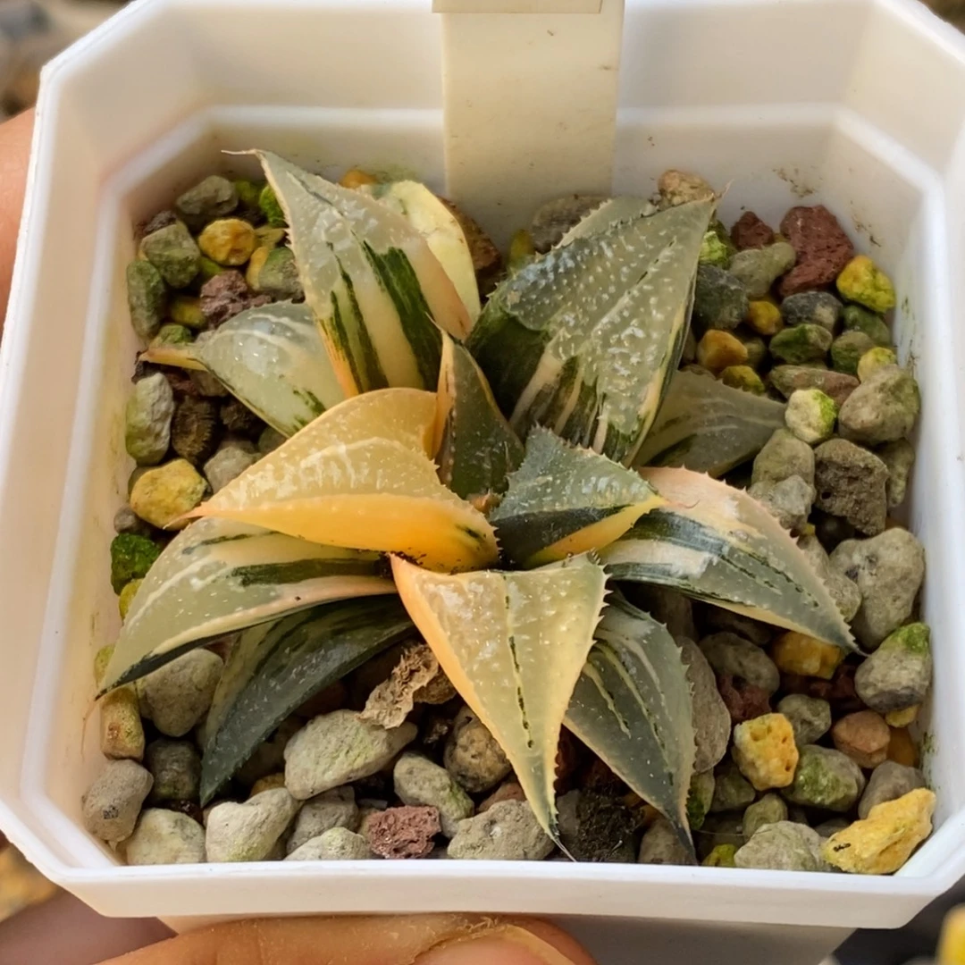 723号芭提雅锦多肉植物
