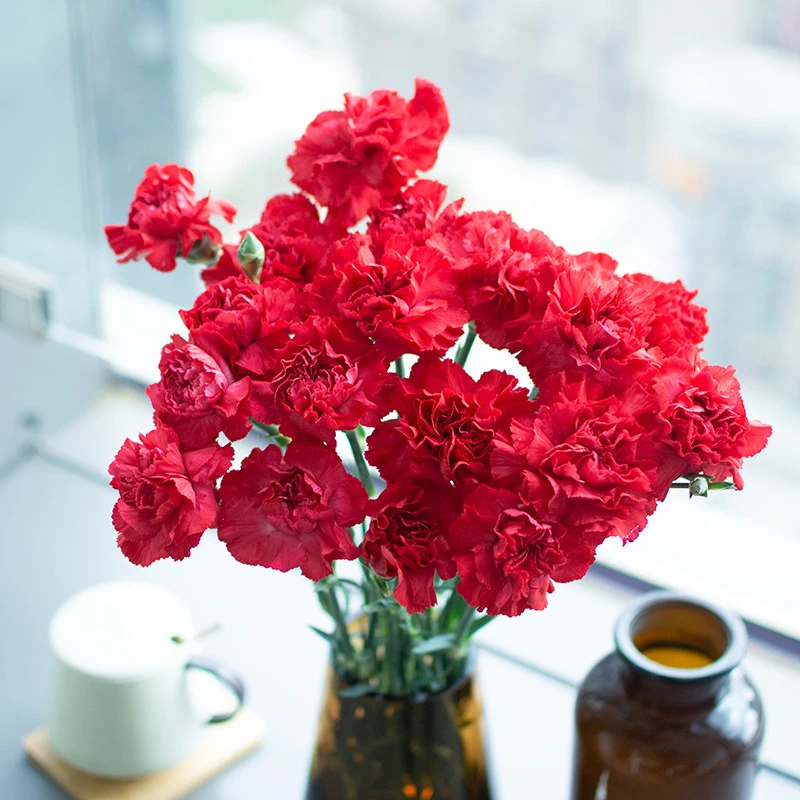 【次日达红色康乃馨10支】鲜花直播批发京东包邮