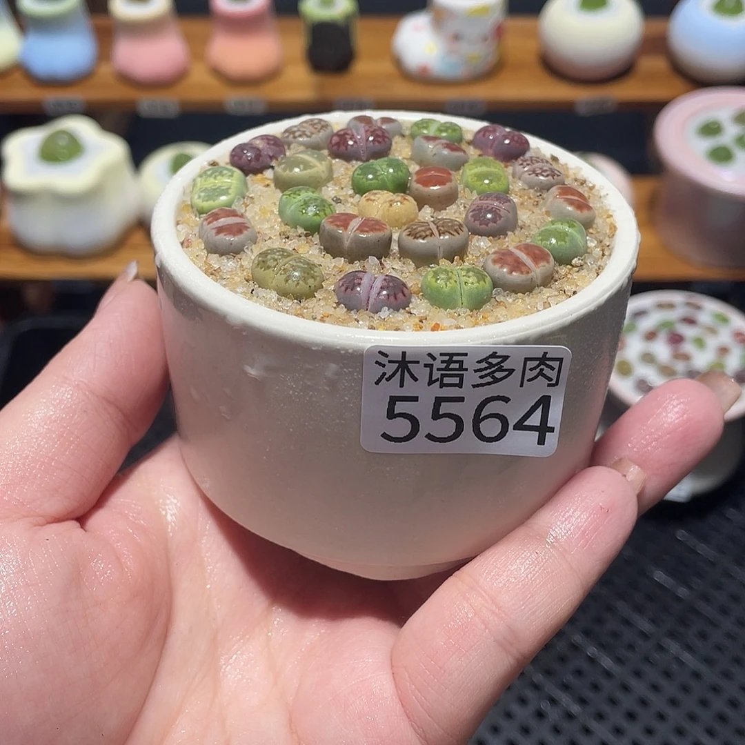 带盆土植物 一物一拍5564
