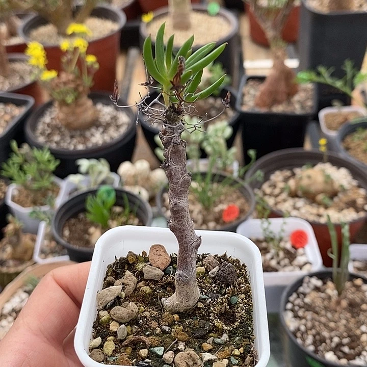 706黑曼巴奇峰锦一一一一一一一