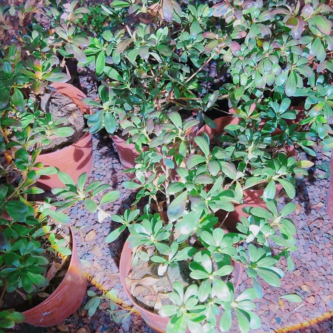 盆景皋月杜鹃若惠比须