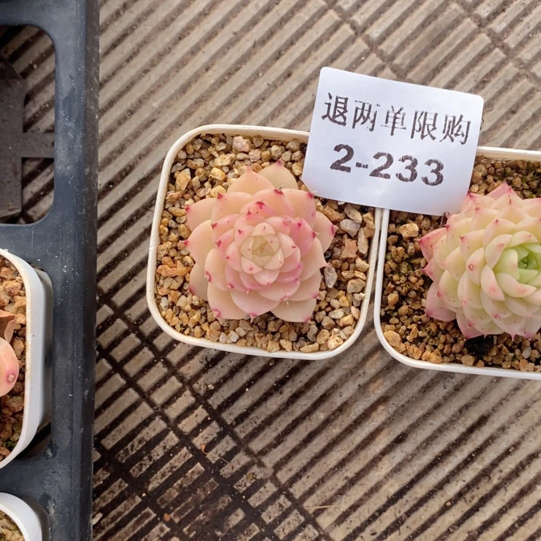 林*2-233多肉多肉多肉多肉多肉