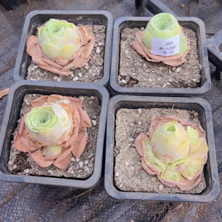 683 裸根不带土发货不包损