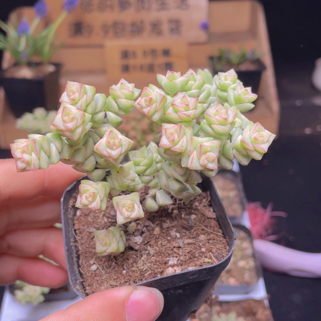 蜡笔小新多肉9.9包邮发货