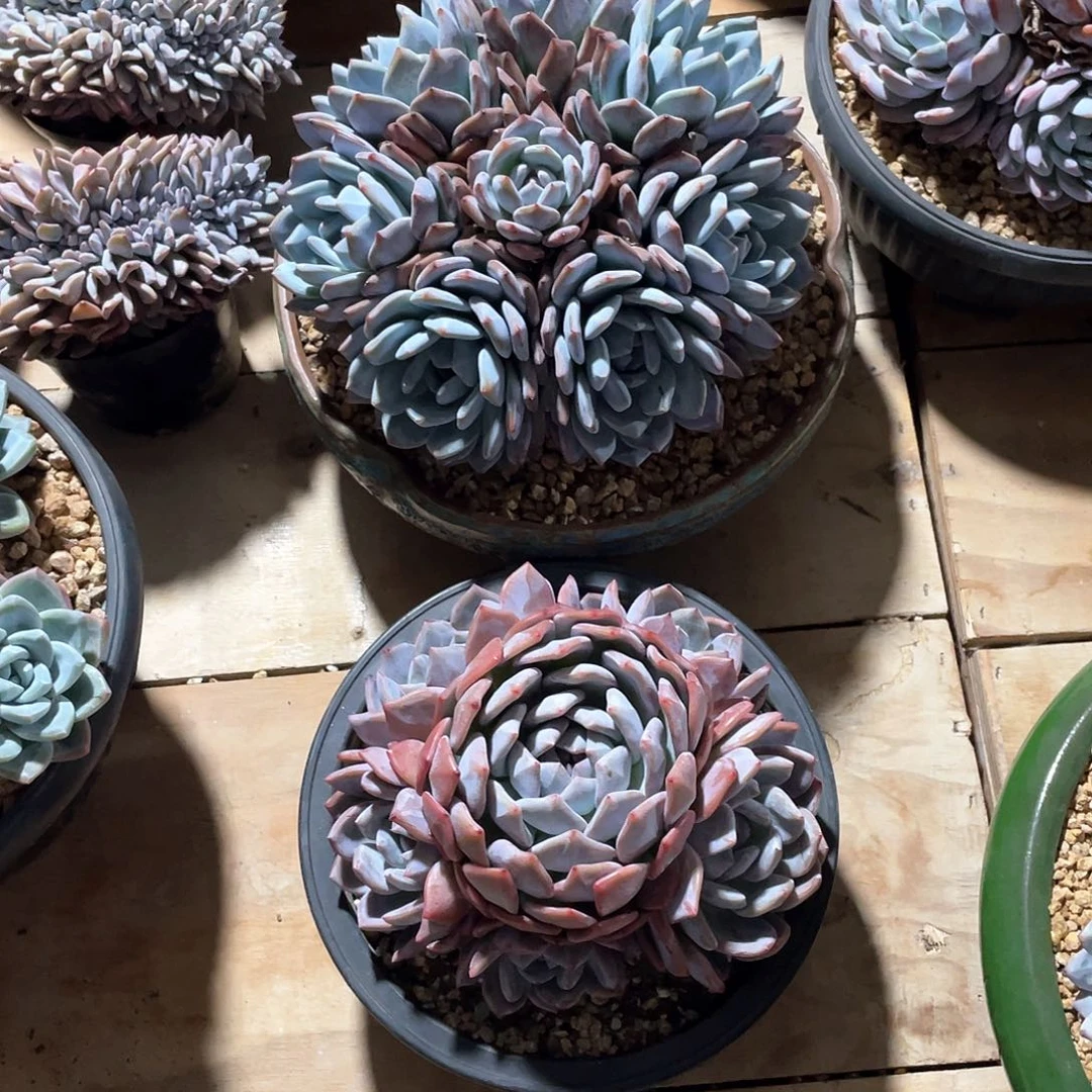 獒***哥多肉植物多肉植物