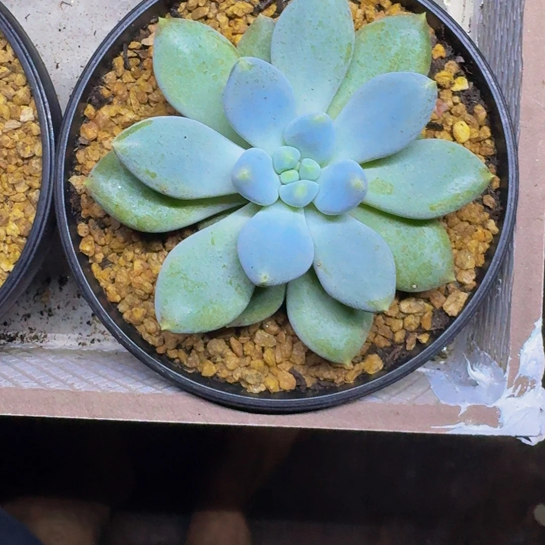 黄胖体 单头 哥特  一物一拍