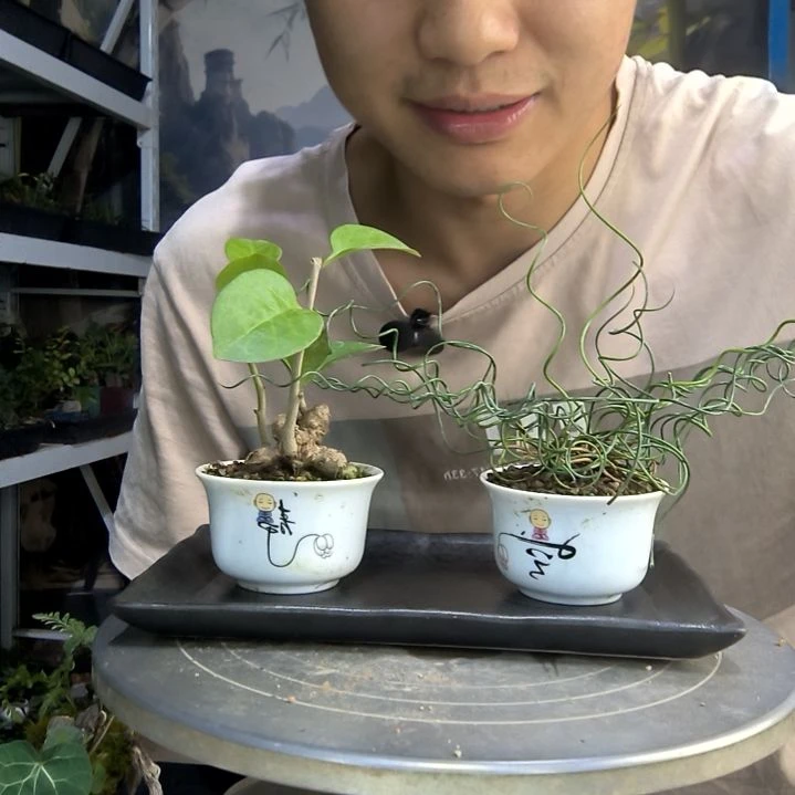 会*周中青园艺一物一拍259