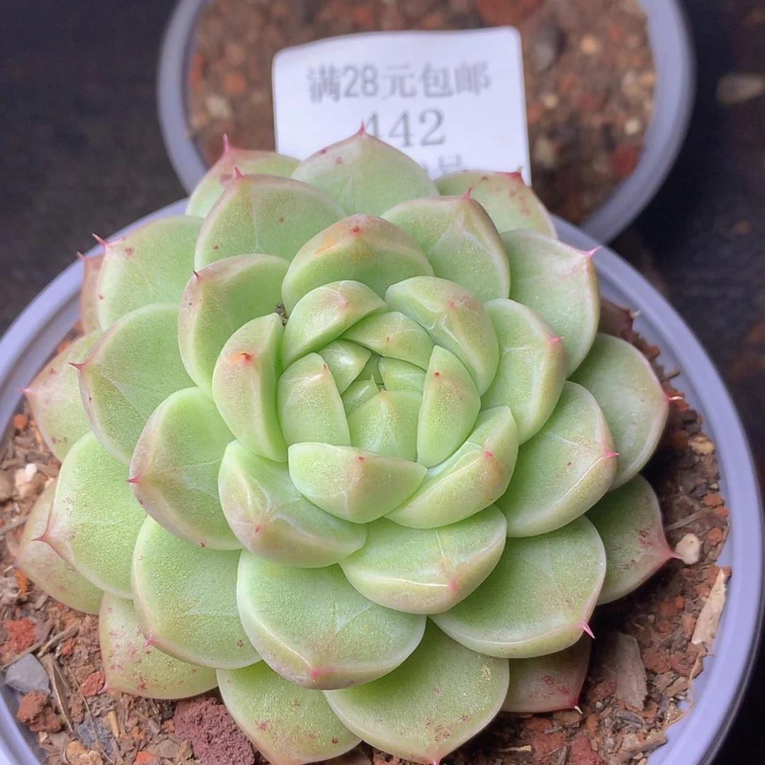 【闪购商品】云442号