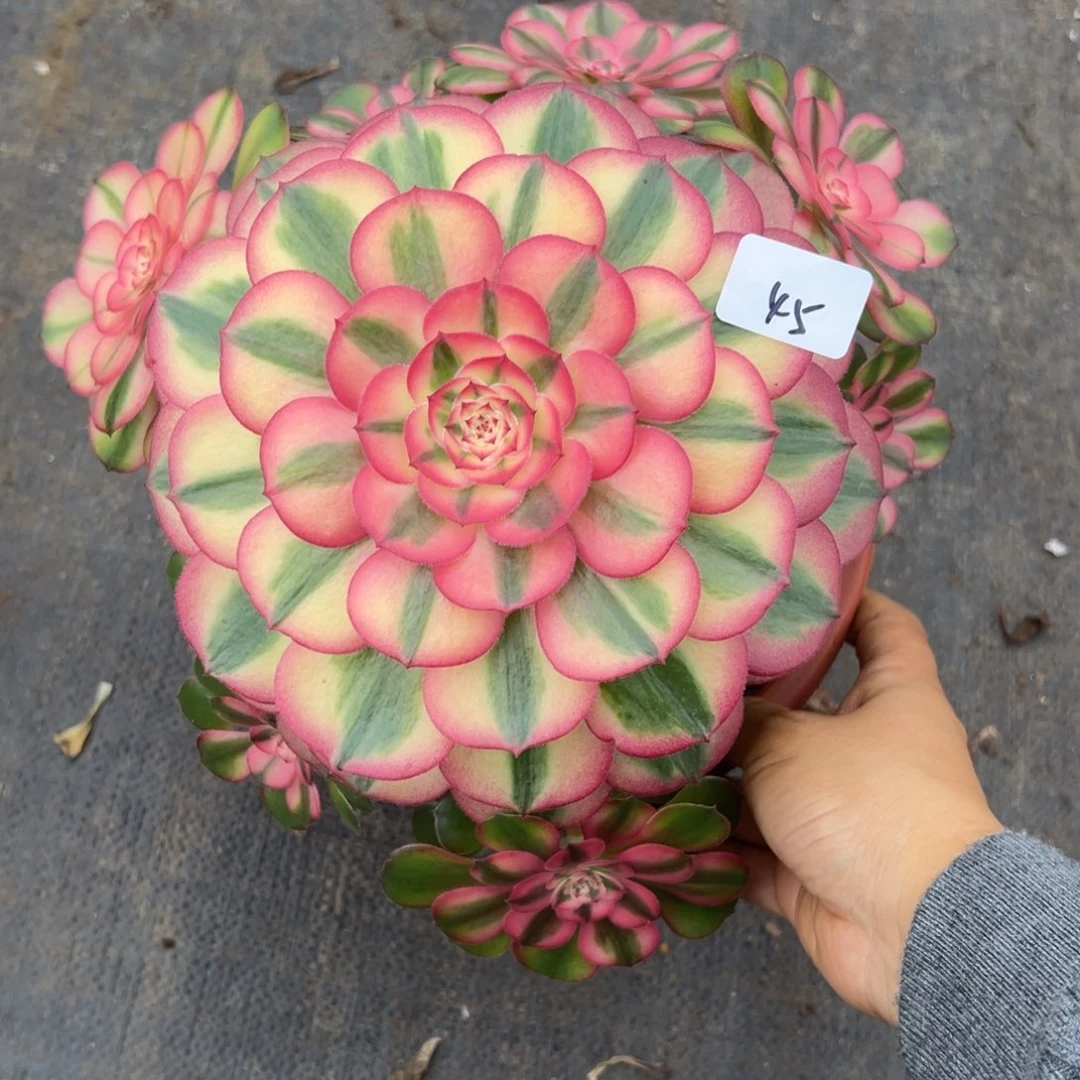 45荔枝多肉植物系