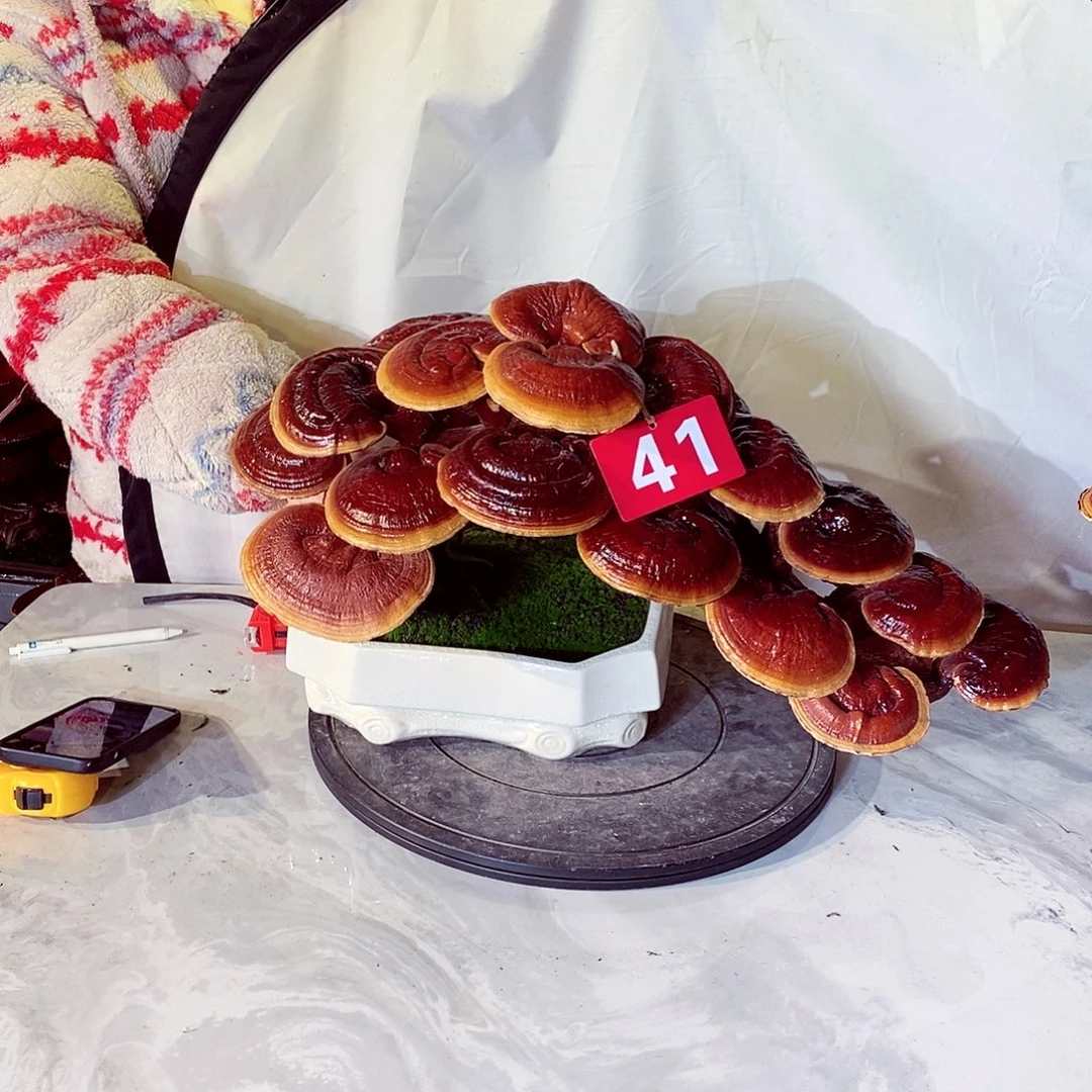 骑***购无花朵发财树发财树发财树