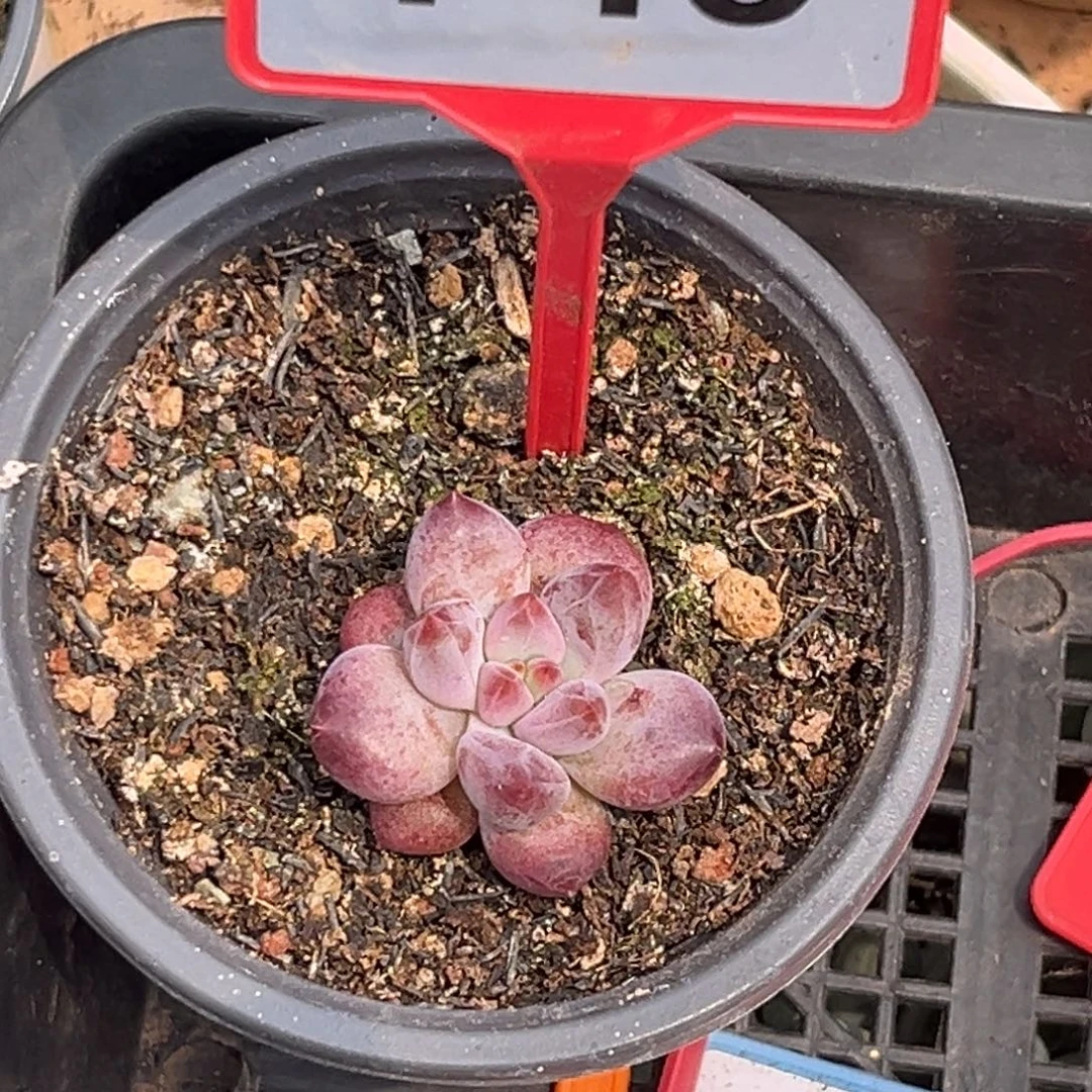 多肉植物虞美人745