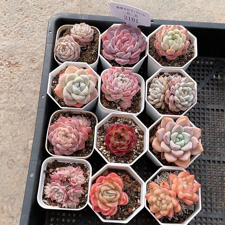 薇薇安园艺多肉2101