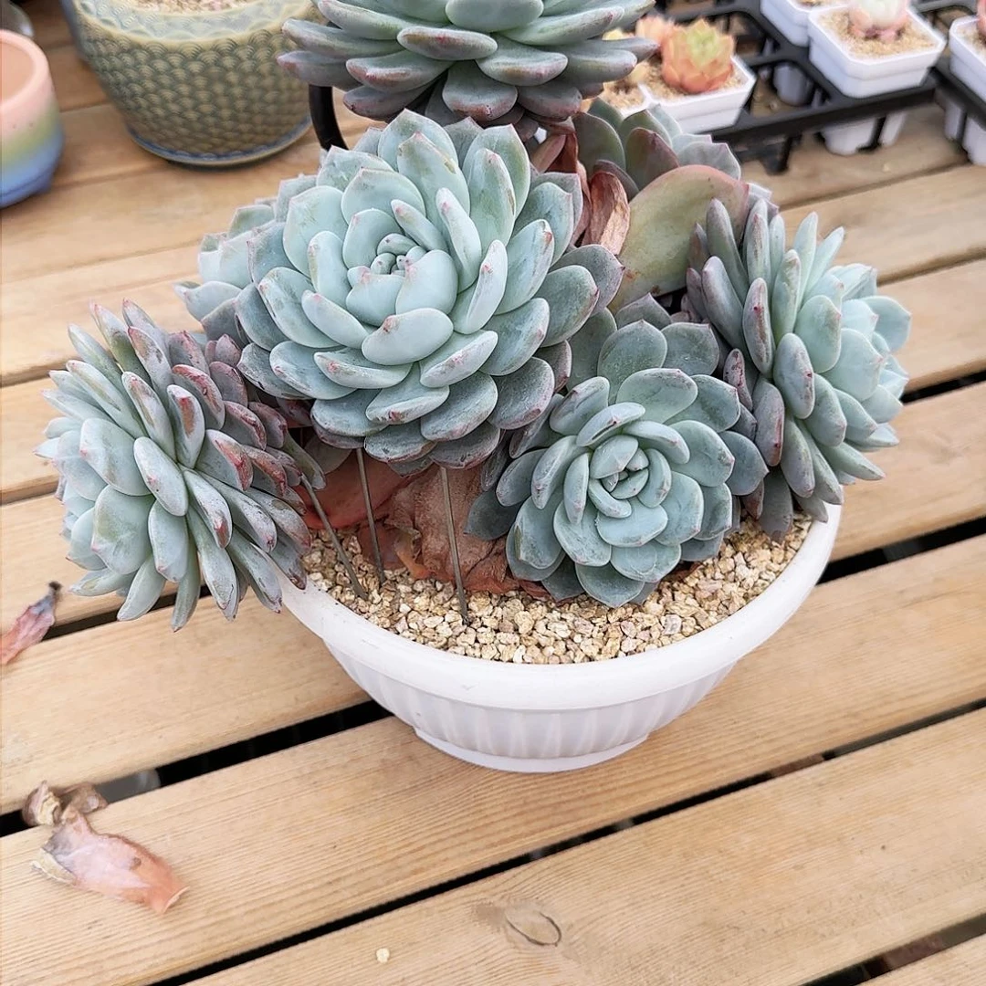 欣*多肉植物天线宝宝已上桌