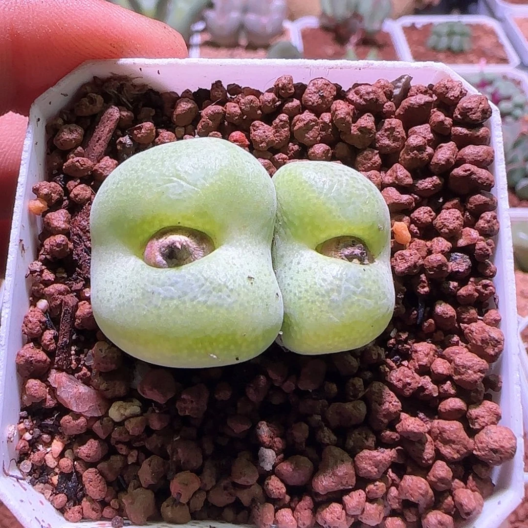 超级大翠光。    477