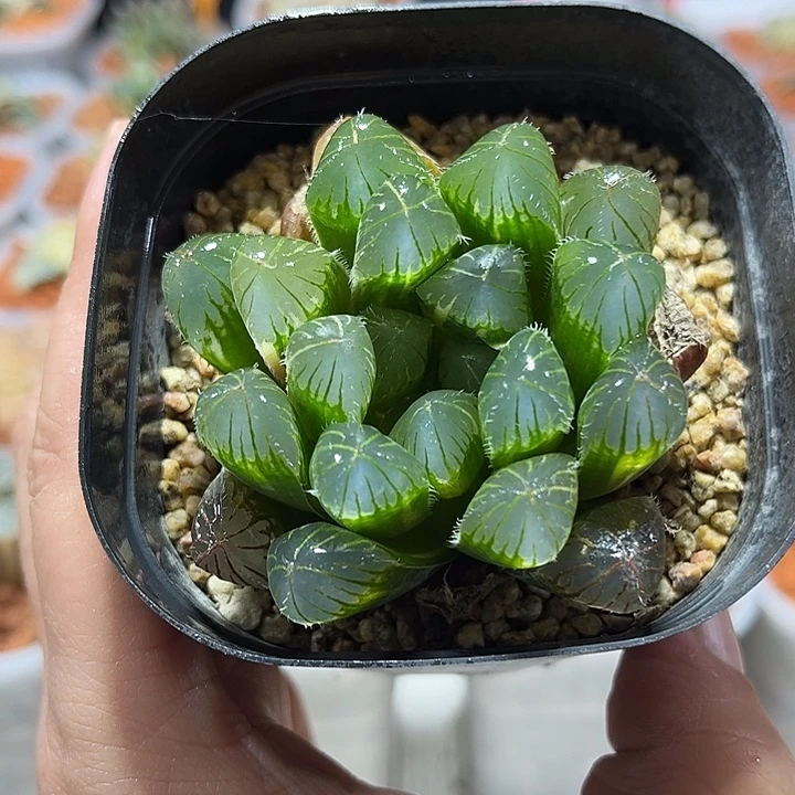 十二卷多肉实生玉露锦