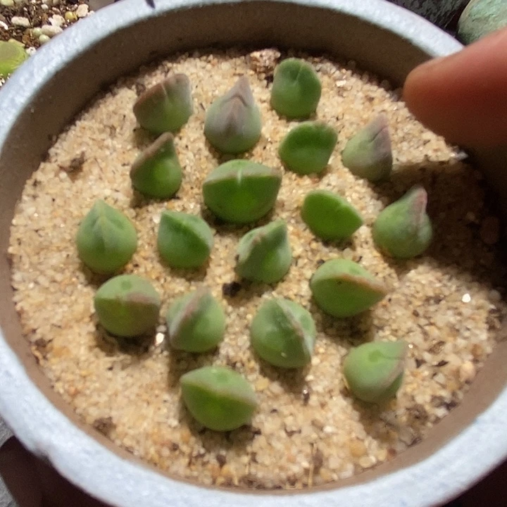 7524姬空蝉样本一颗