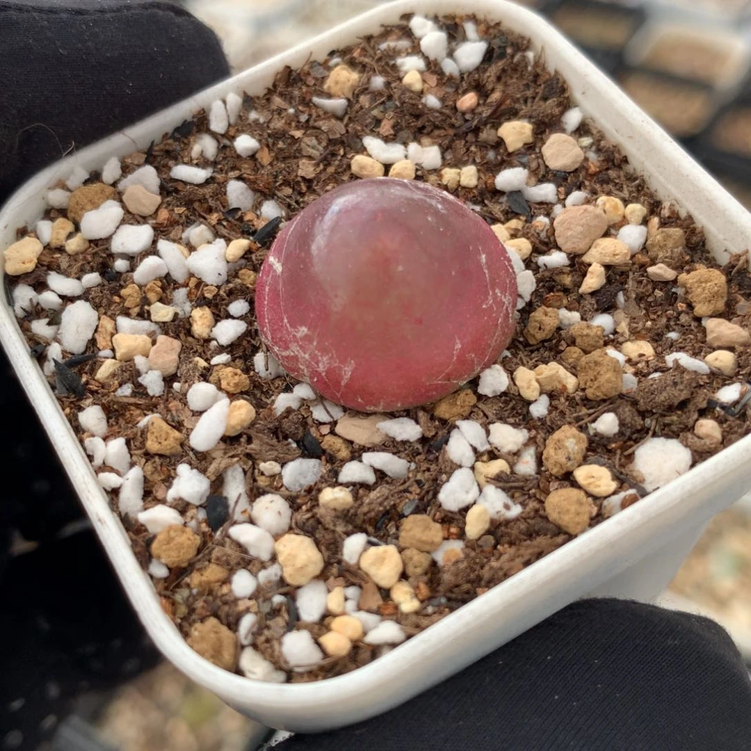 483灯泡母本一颗