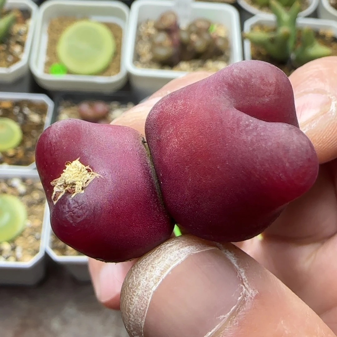 双头漂亮多肉植物494