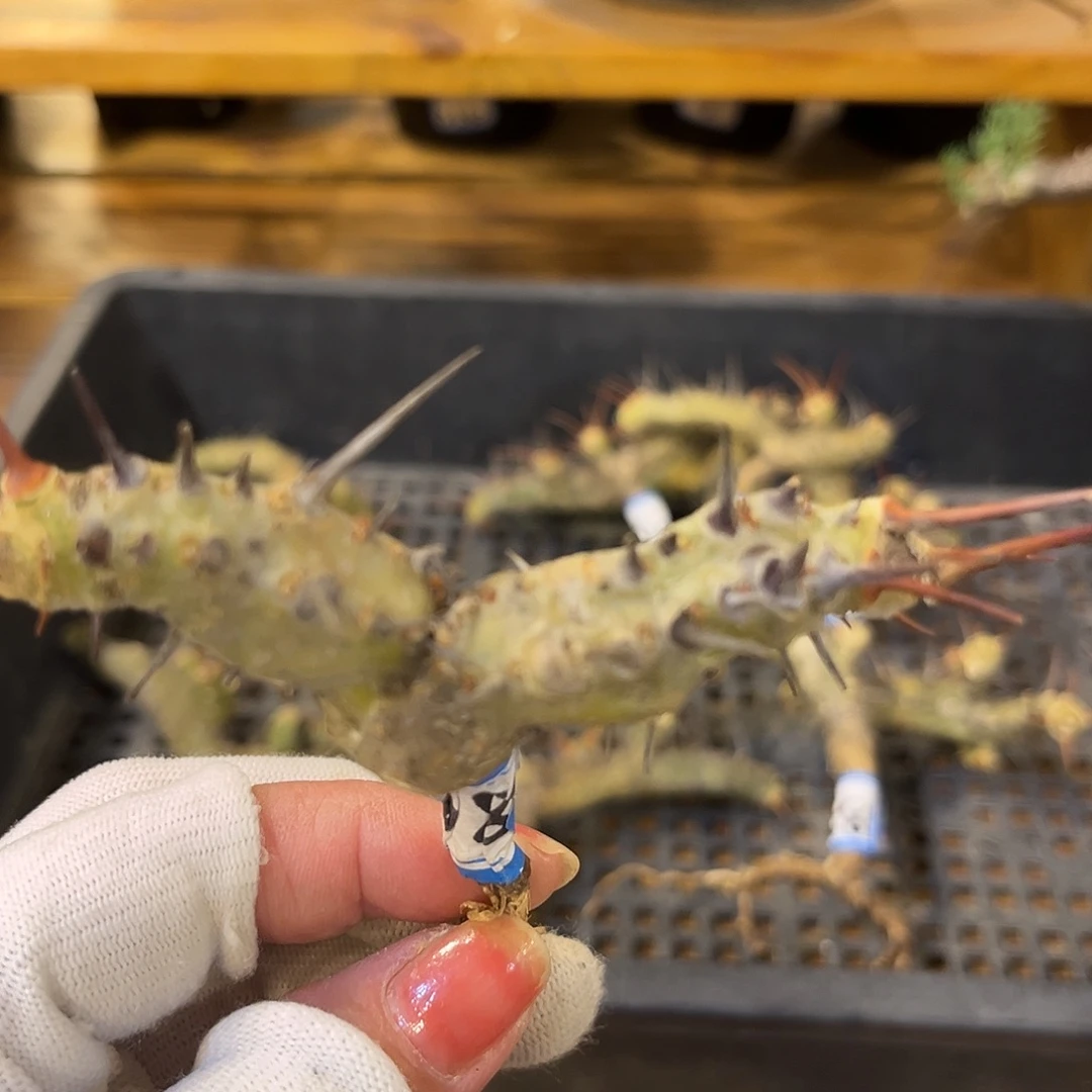 汤圆植物刺月界好看