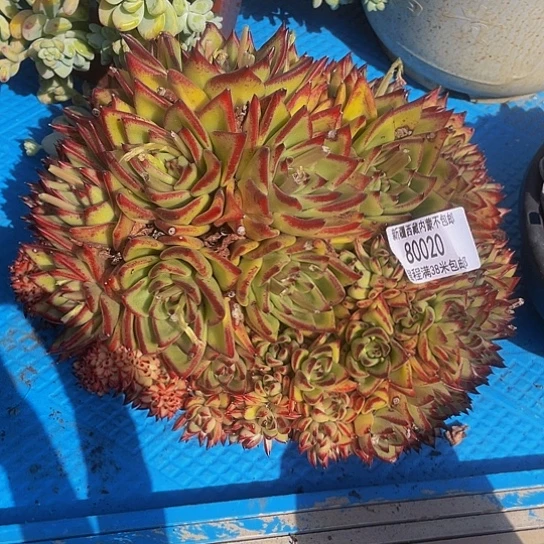 野*禅红魔缀80020多肉