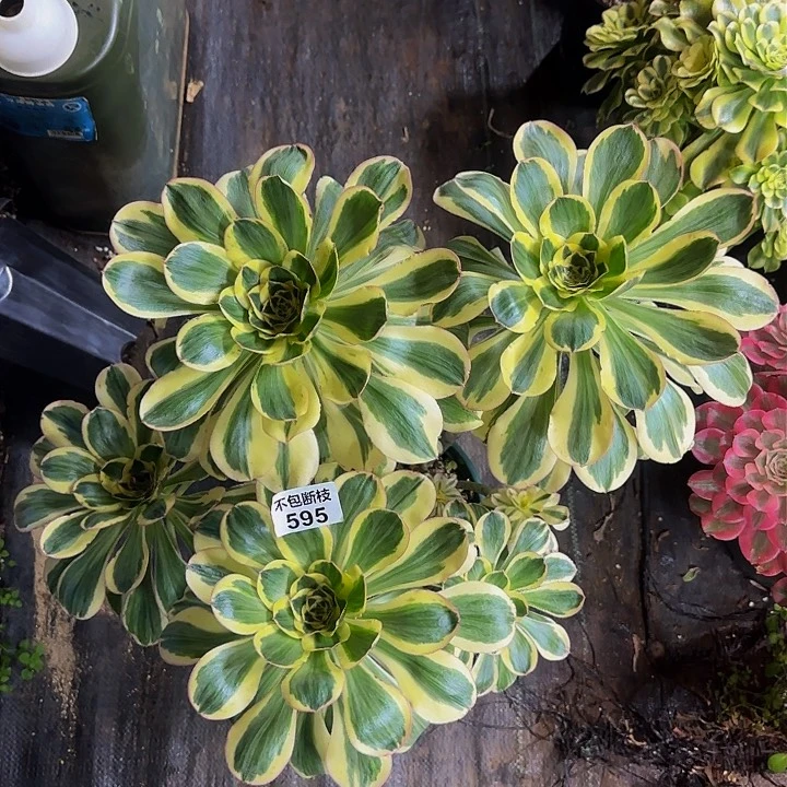 柒****由595多肉法师锦1111