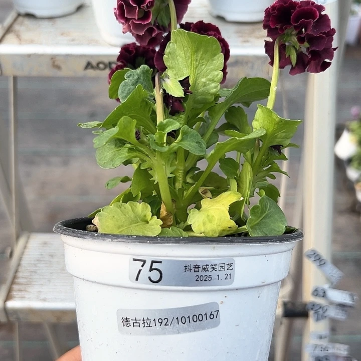 红陶抖音直播闪拍75