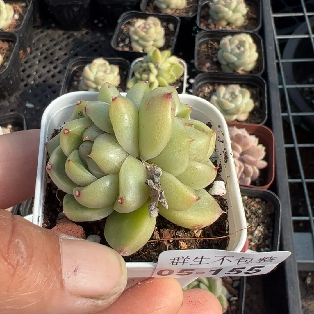 小卡拉米糖心一物一拍5-155