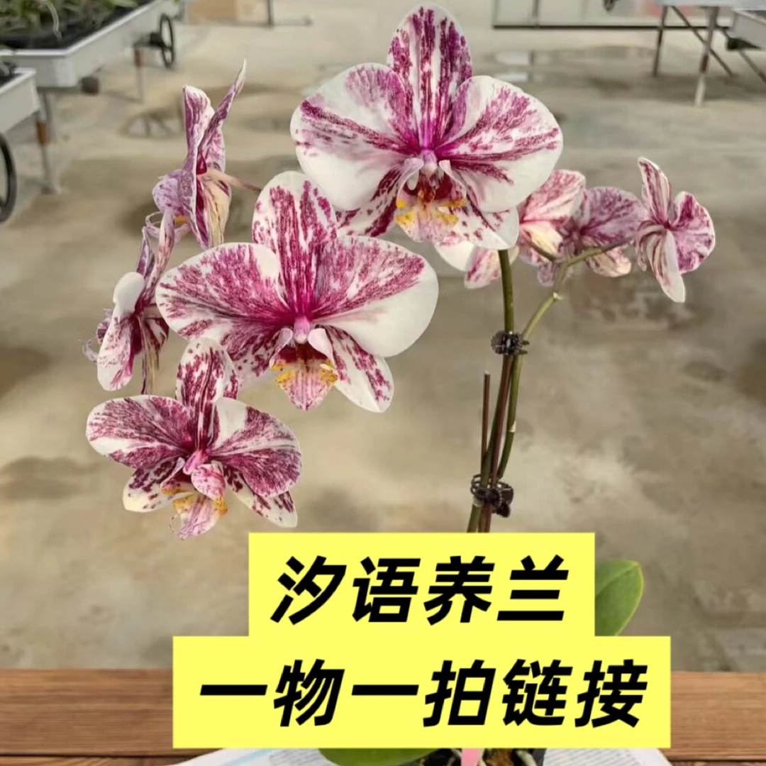 汐语直播间蝴蝶兰（支持一物一拍）室内花卉懒人养花款式多样