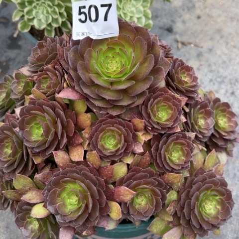 507红魔多肉22厘米左右