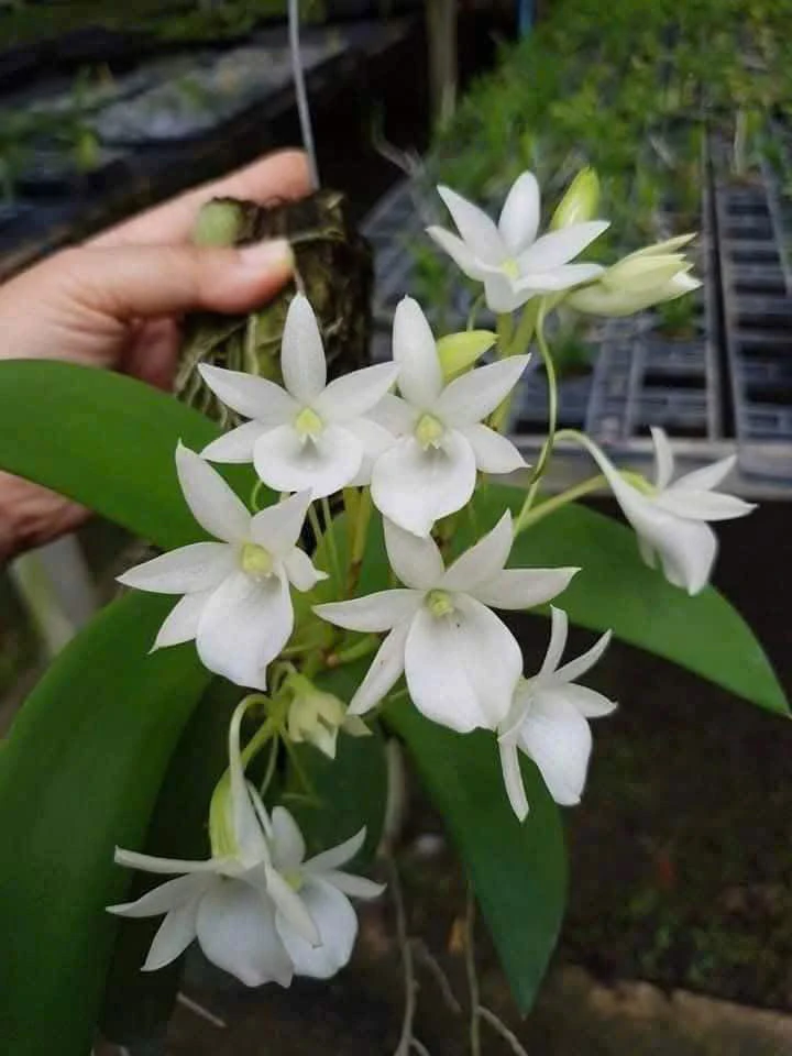 Angraecum leonis 狮子风兰马达加斯加风兰春季秋季开花风兰狮子