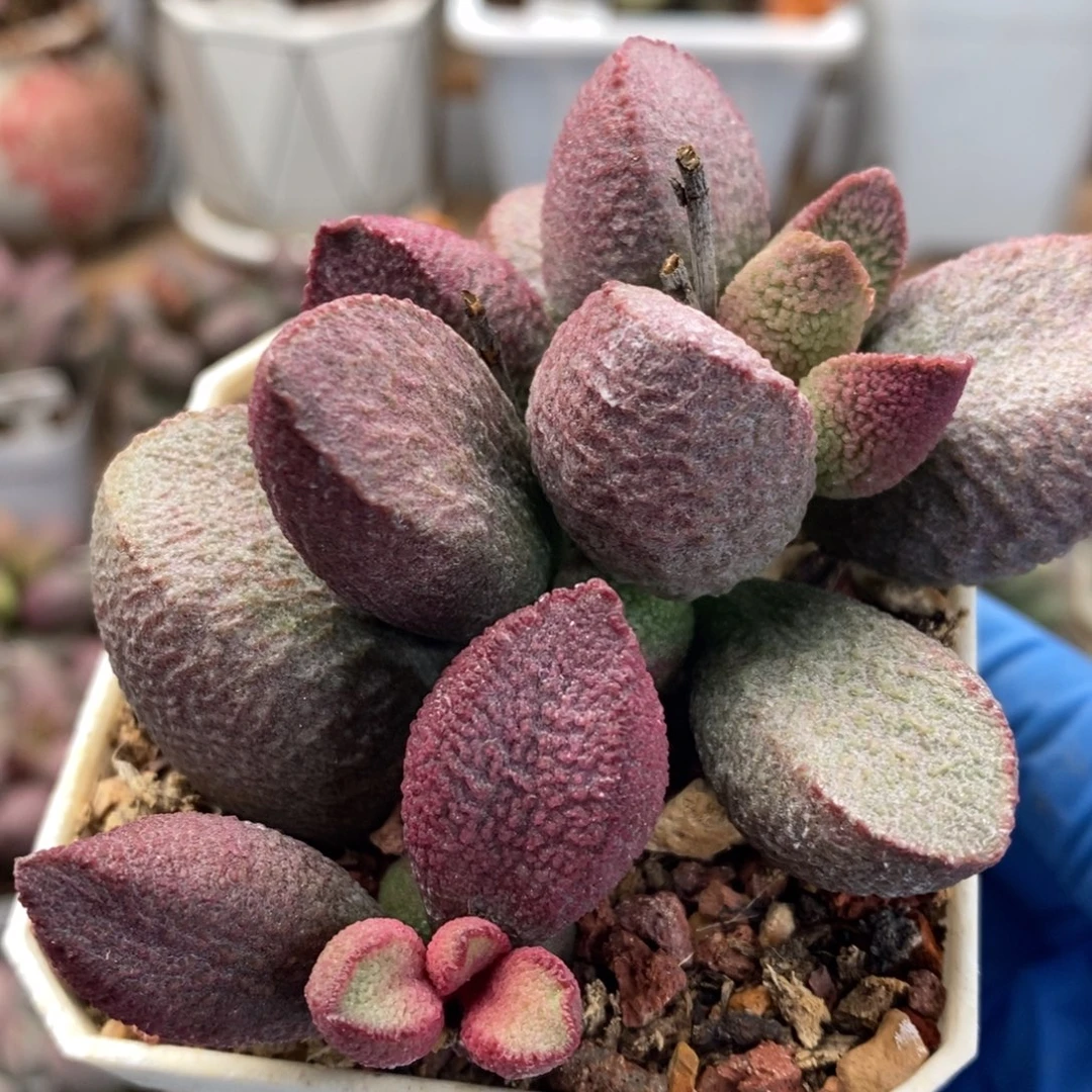 月熙水泡多肉植物