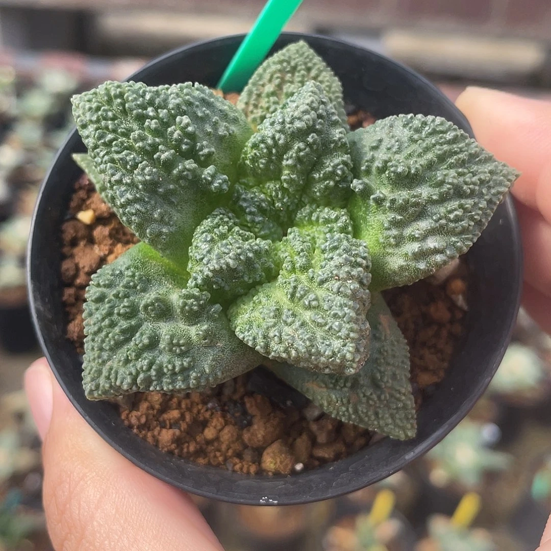 实生细颗粒哥斯拉牡丹