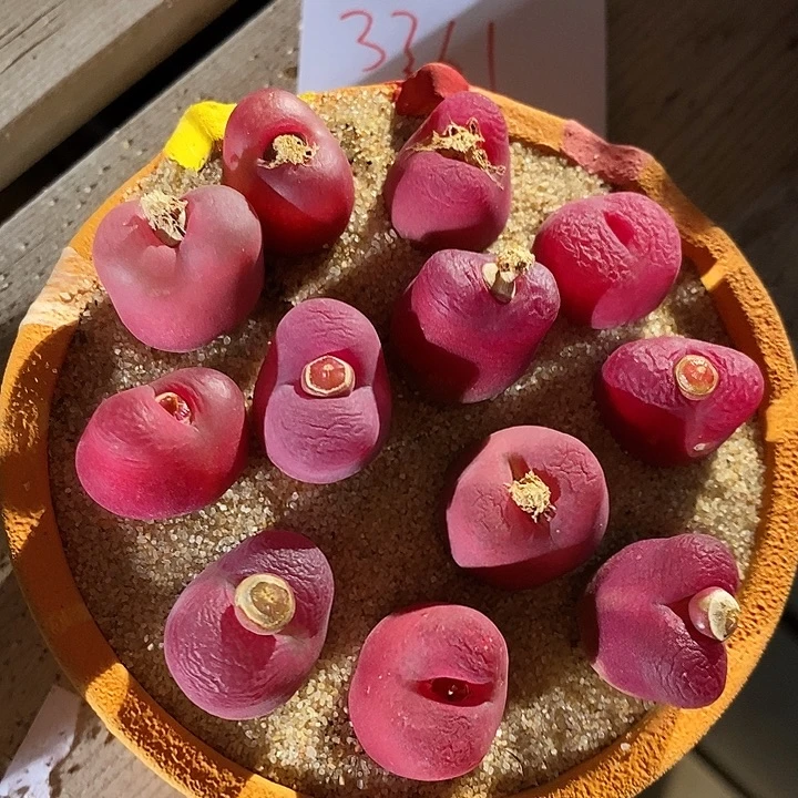 3361。 一组红蟠桃。