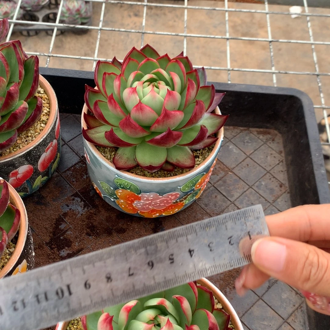 南***星1582，1583多肉植物2克