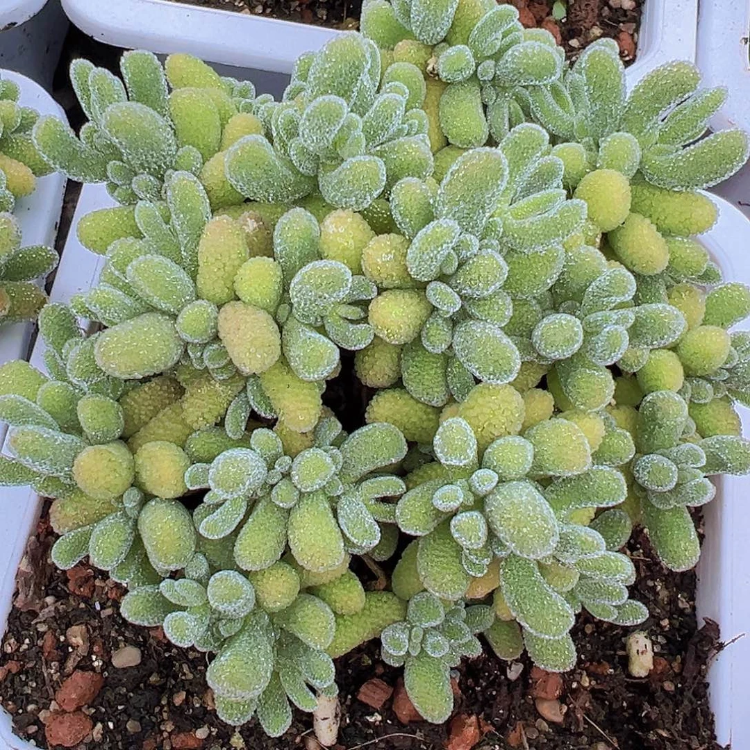 大冰晶枝干19包邮多肉