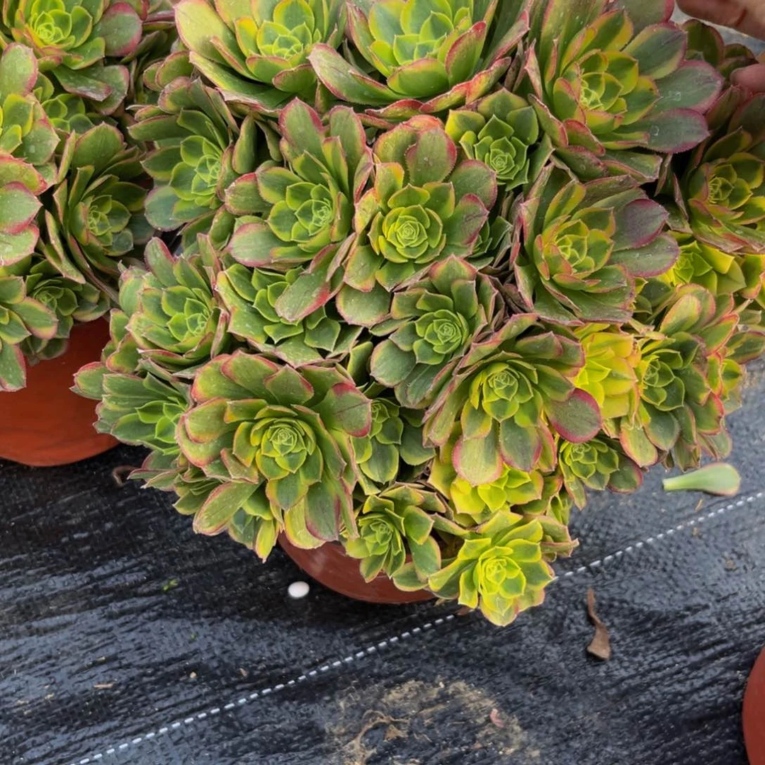 754多肉植物一物一拍