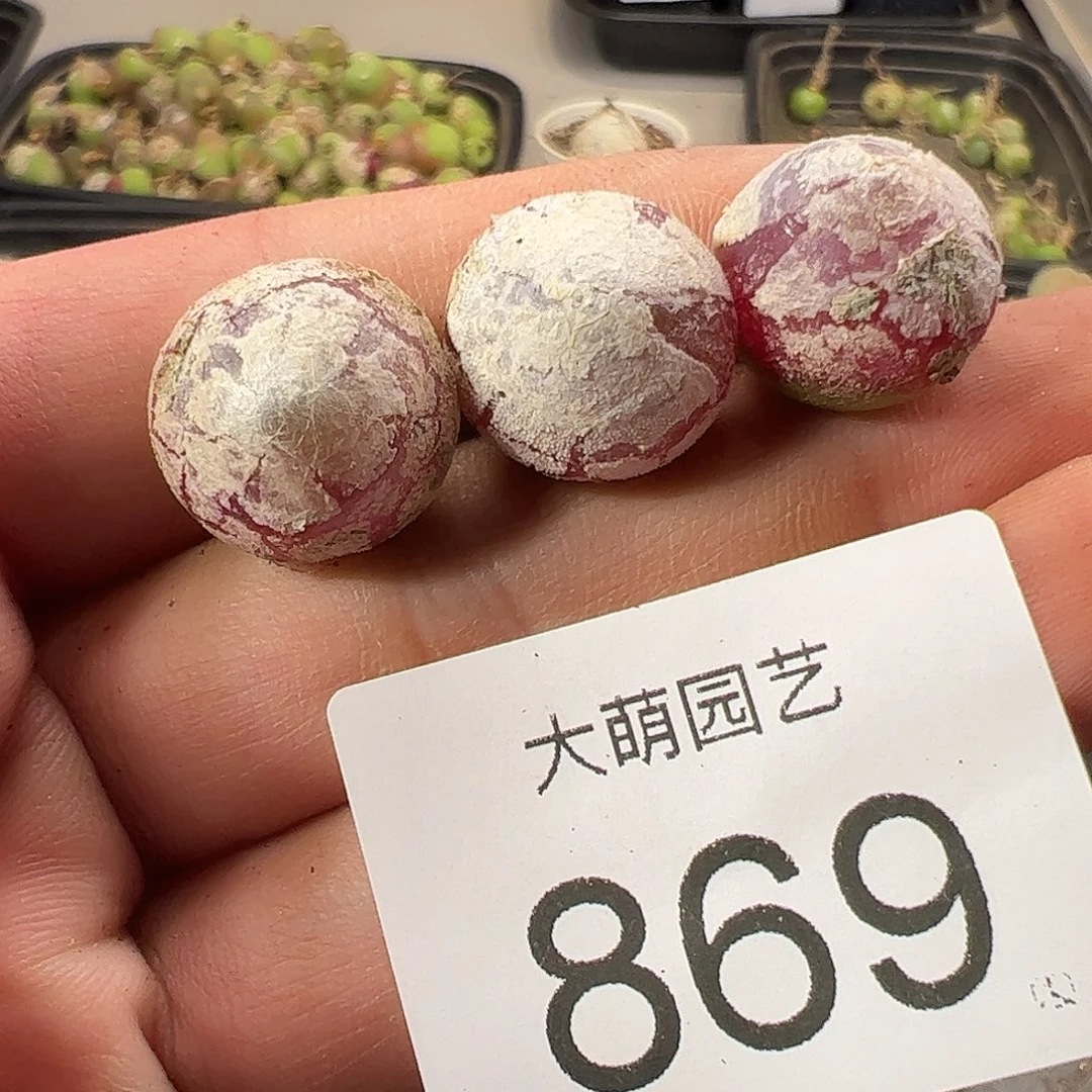 一物一拍。        869