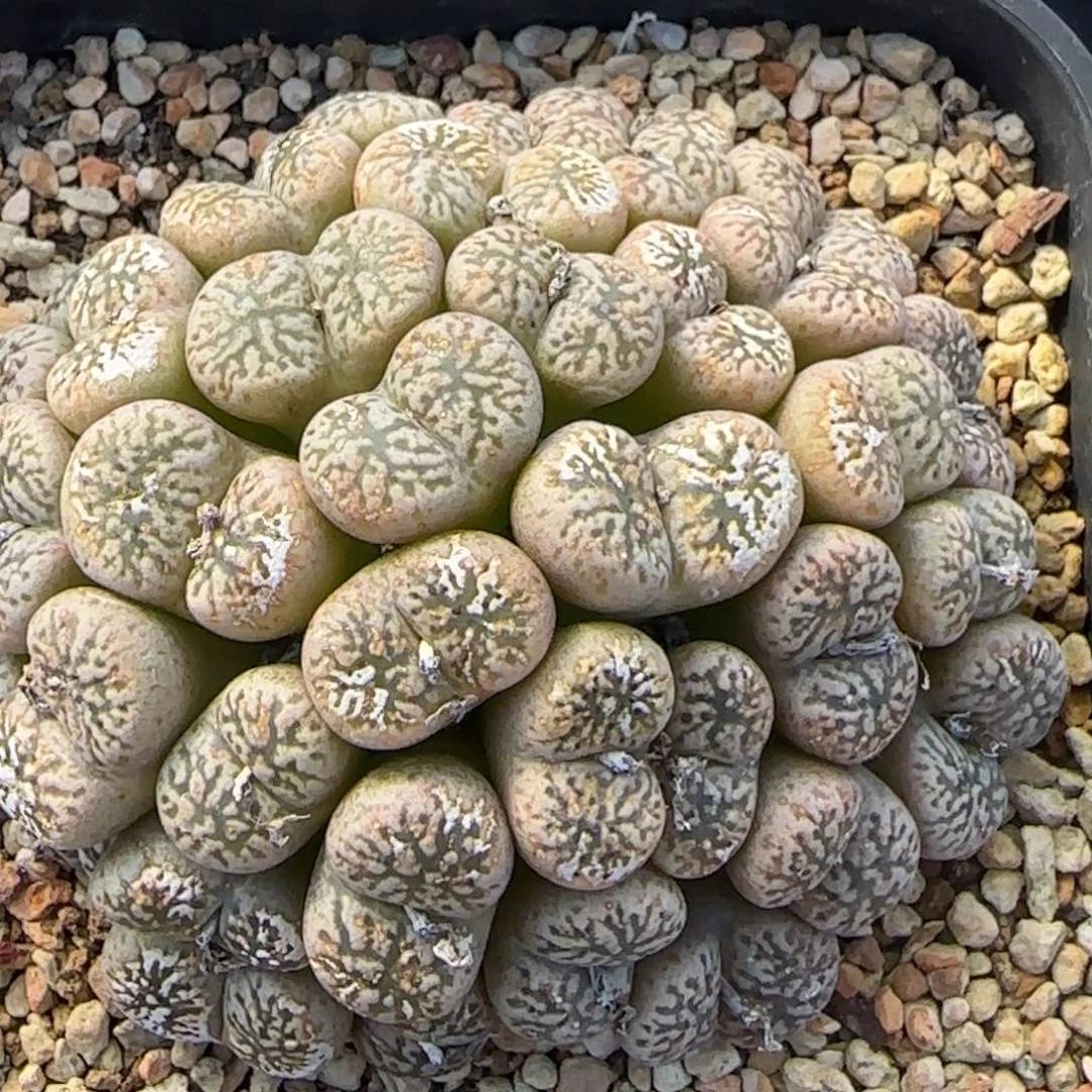 ?****?1.28新年大福多肉大紫鸟191号