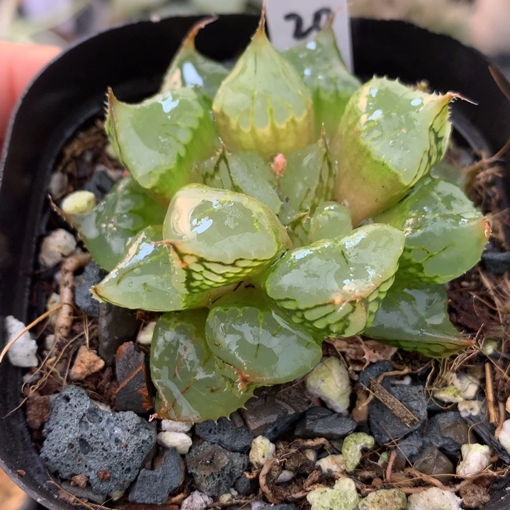 裹克，带盆土发货了