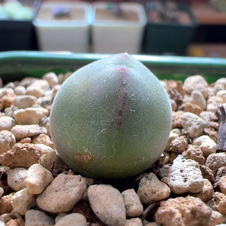 w161。优选青蛙3年煤气罐体型干疤福利88折后价