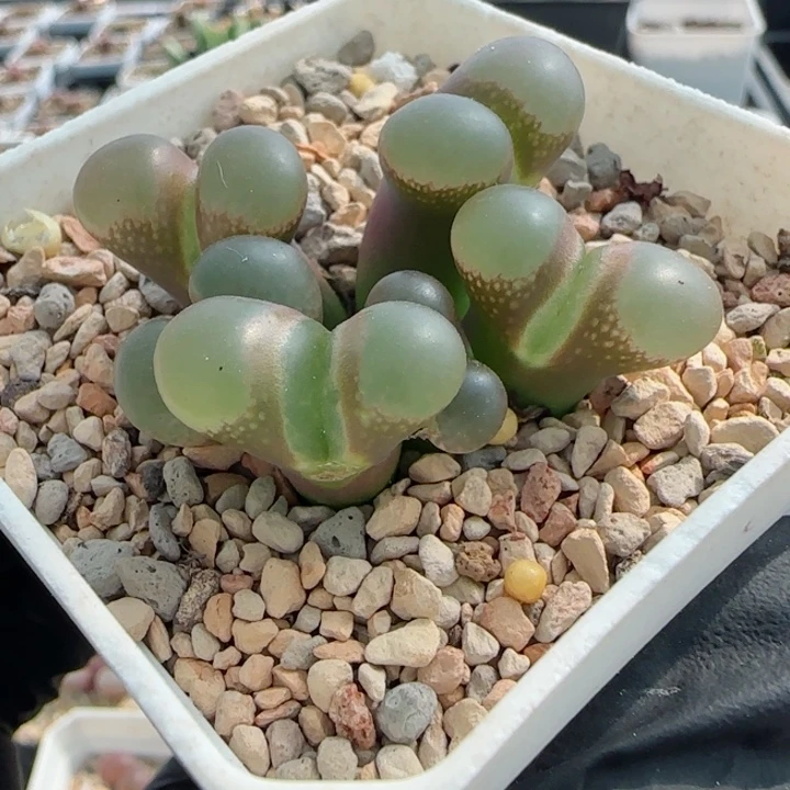 多肉植物紫体一颗86号