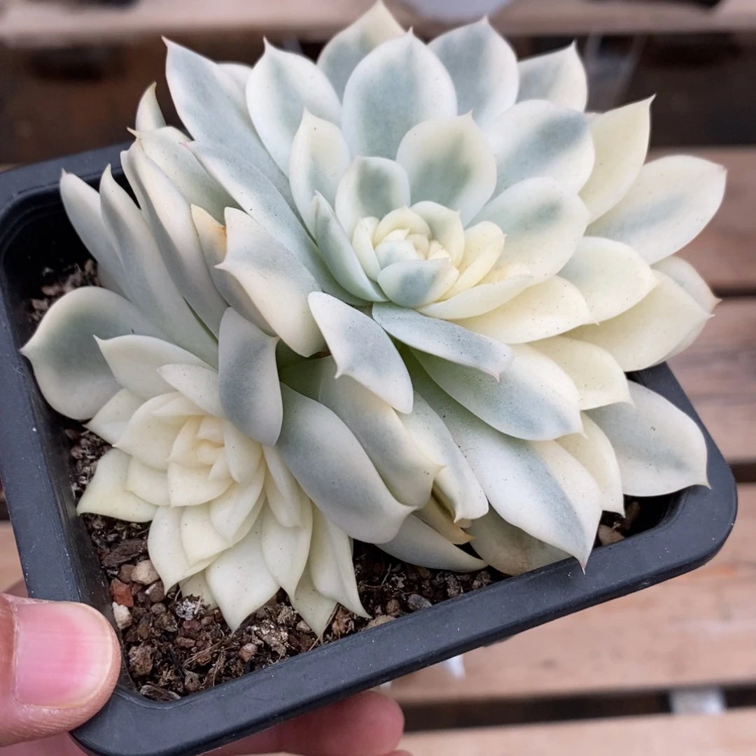 粉水晶多肉植物6580