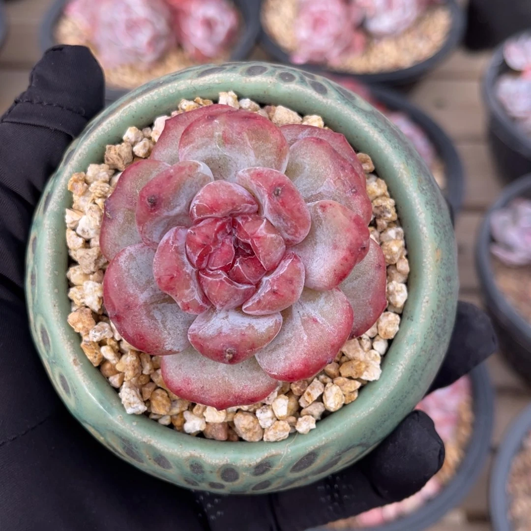 石榴籽星影石化一物一拍