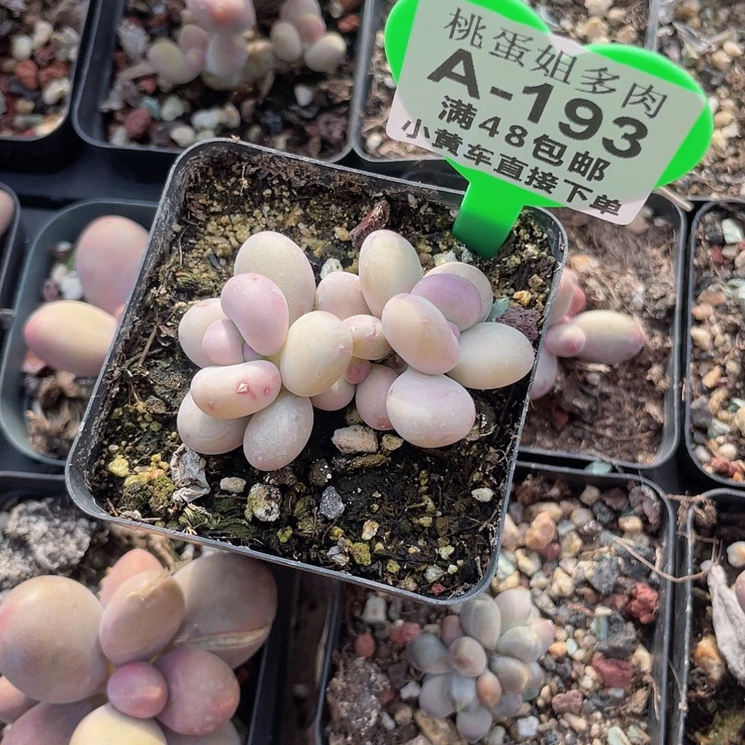 萤火虫 脱土发货 冠服5左右