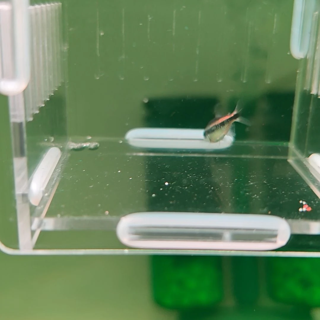 灯科鱼碎金幻彩蓝魔