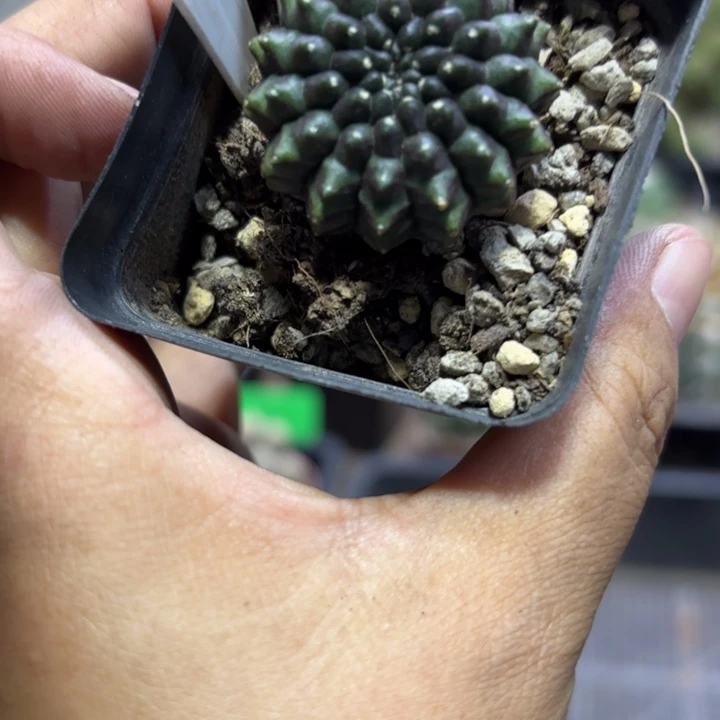2107实生泰膜好养皮实