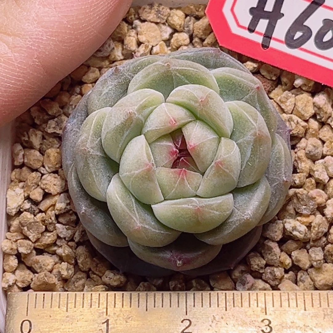 H602一物一拍 雷明珍妮