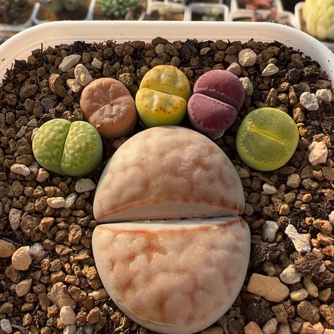 93多肉植物百科植物