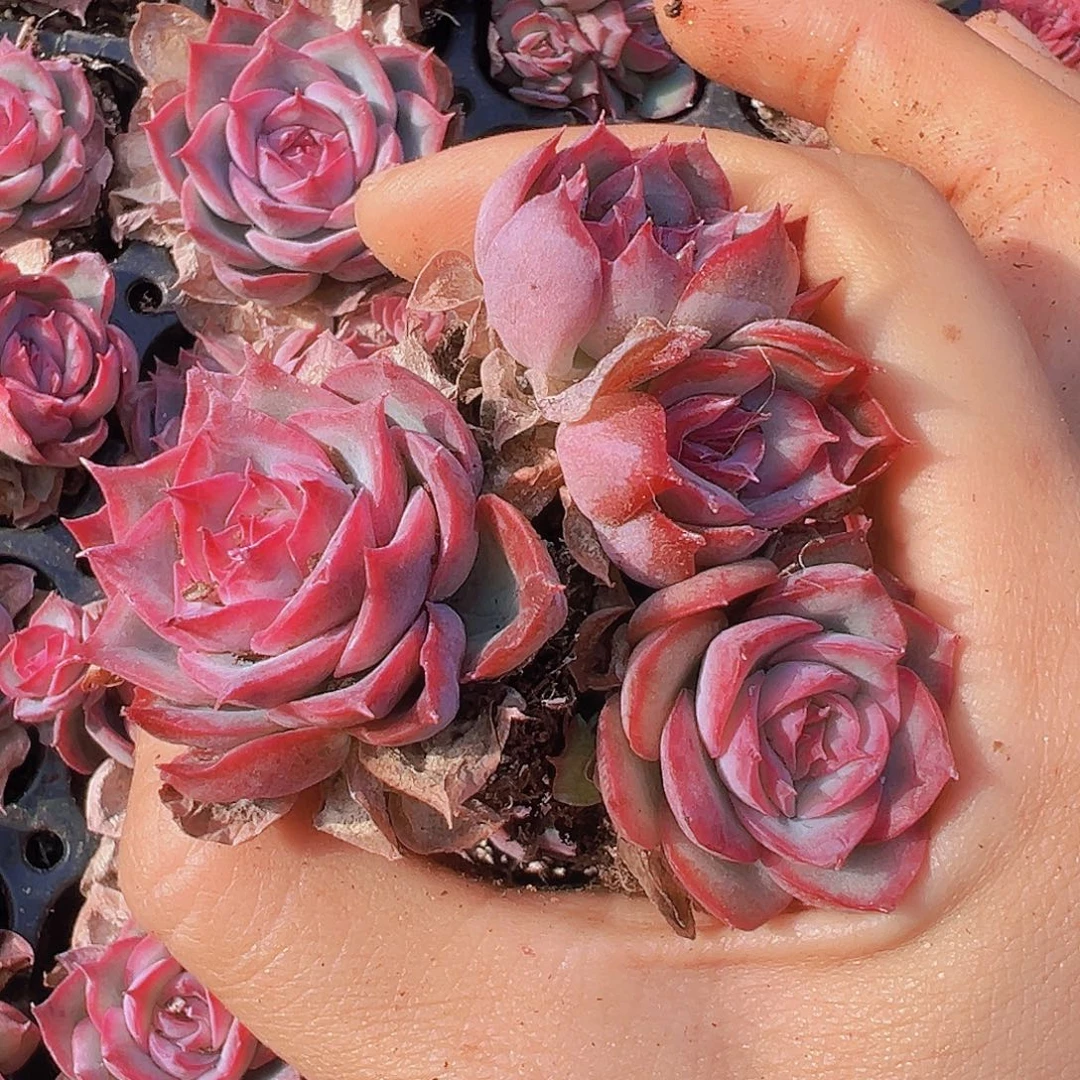 侧影苗5颗19包邮多肉