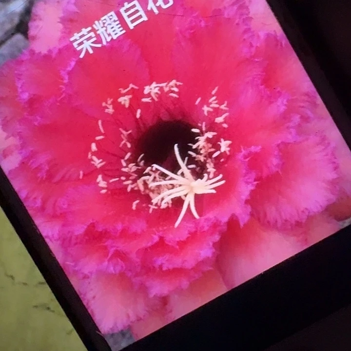 荣耀自花根6公分毛花柱